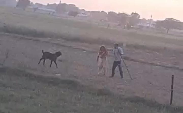 खेत में बकरी घुसने पर वृद्धा को पीटा, वीडियो वायरल